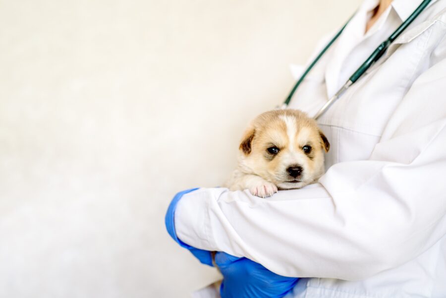 Different Pet Microchips Explained Petlink