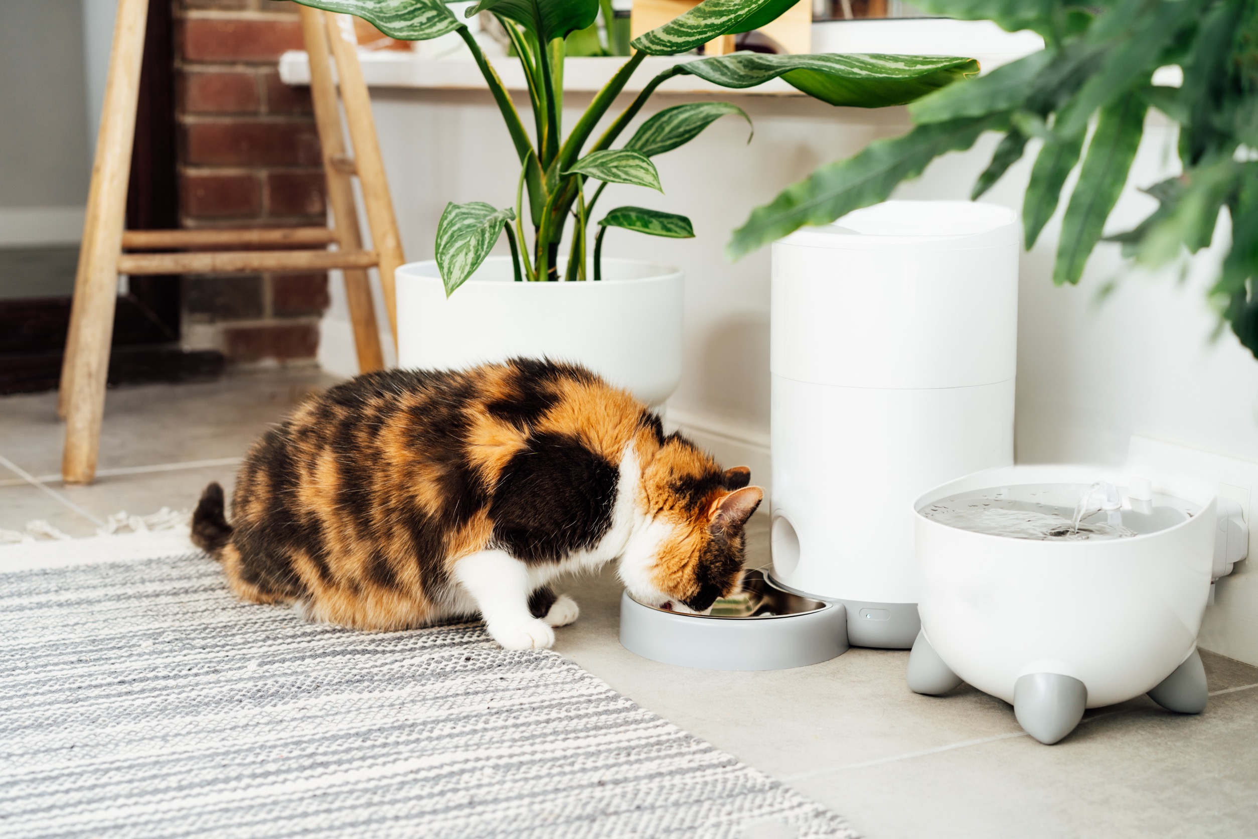 smart-cat-feeder