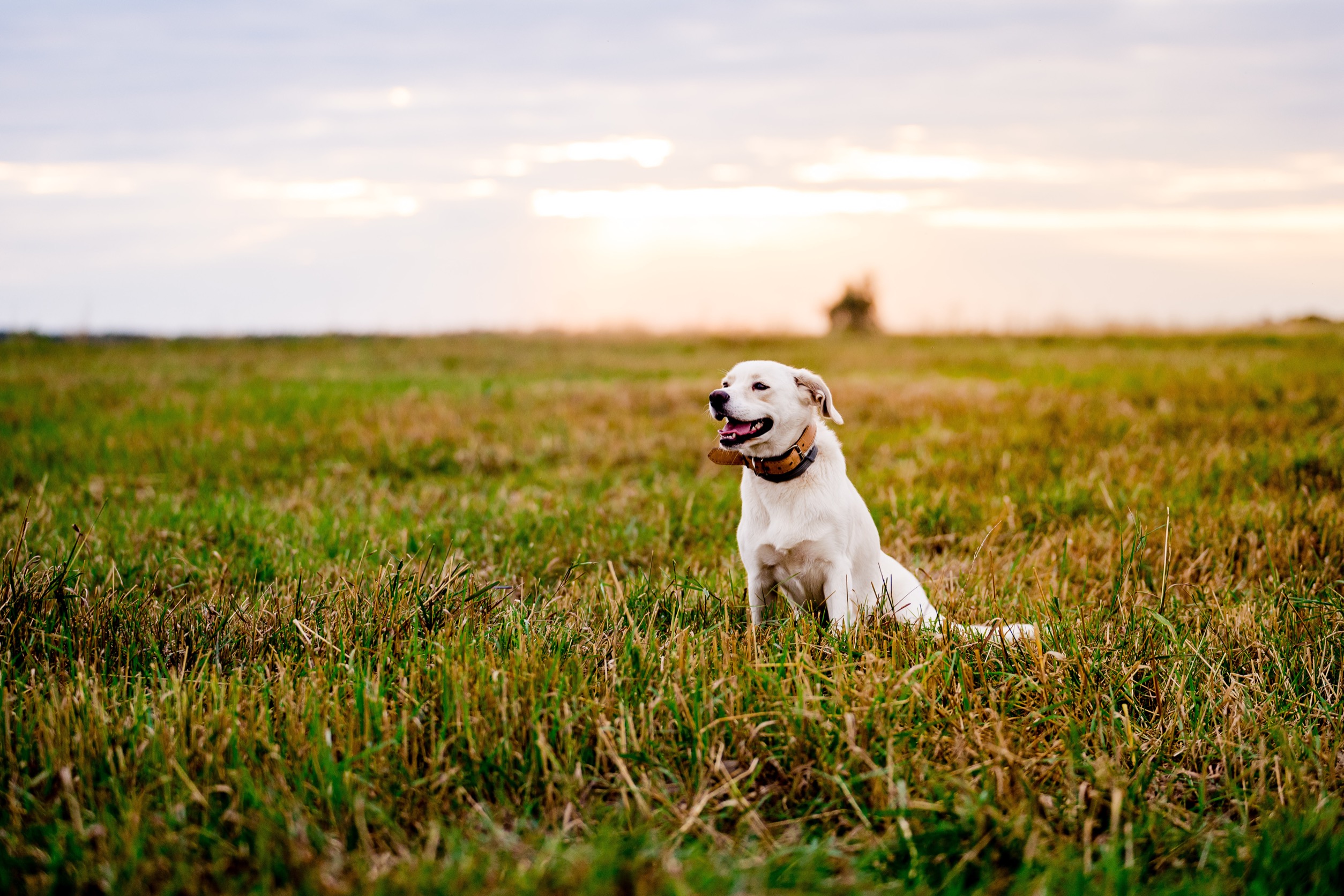 How to Have Peace of Mind Tracking Your Livestock Dog