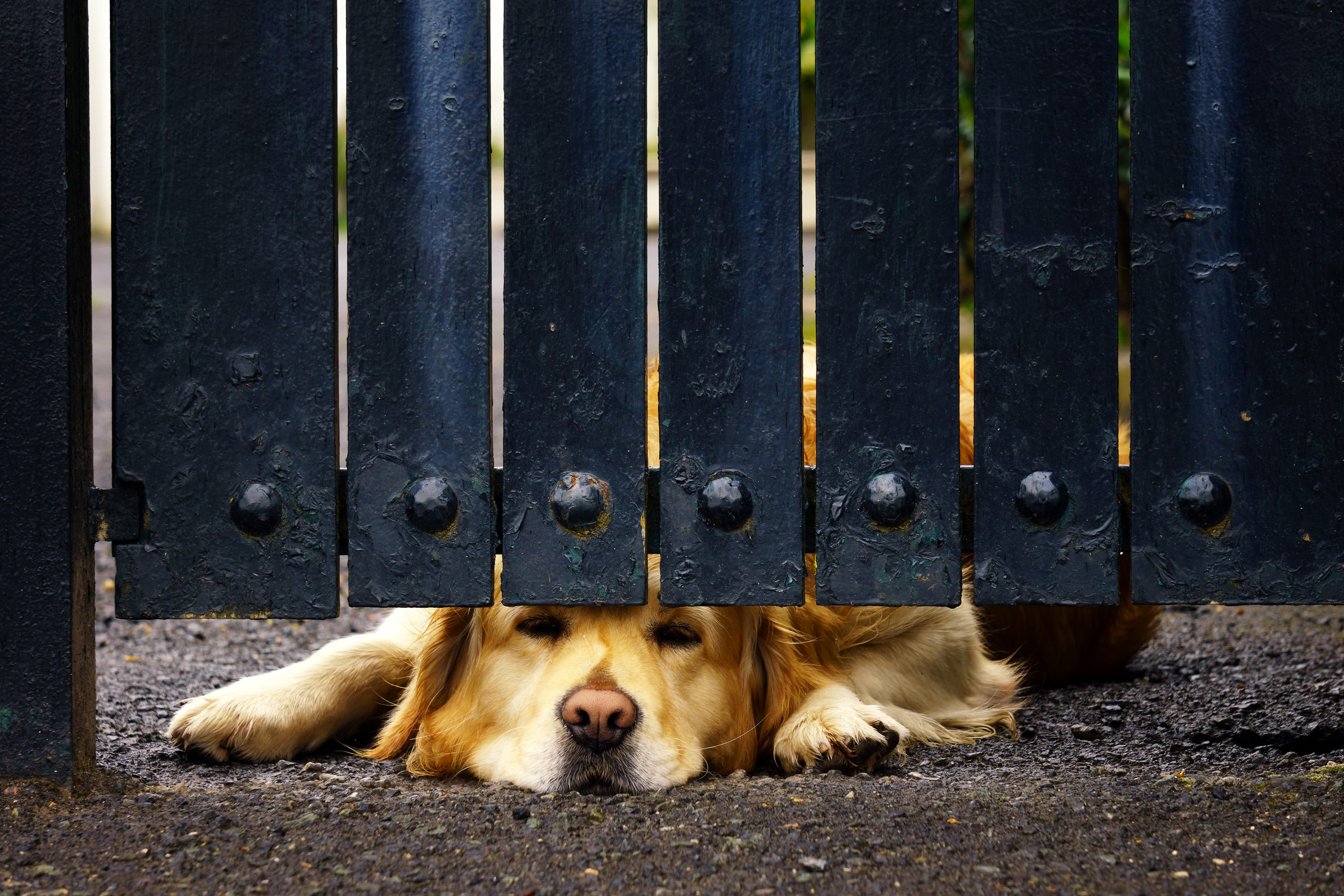 5 Dog Fence Ideas For Your 4 Legged Friend