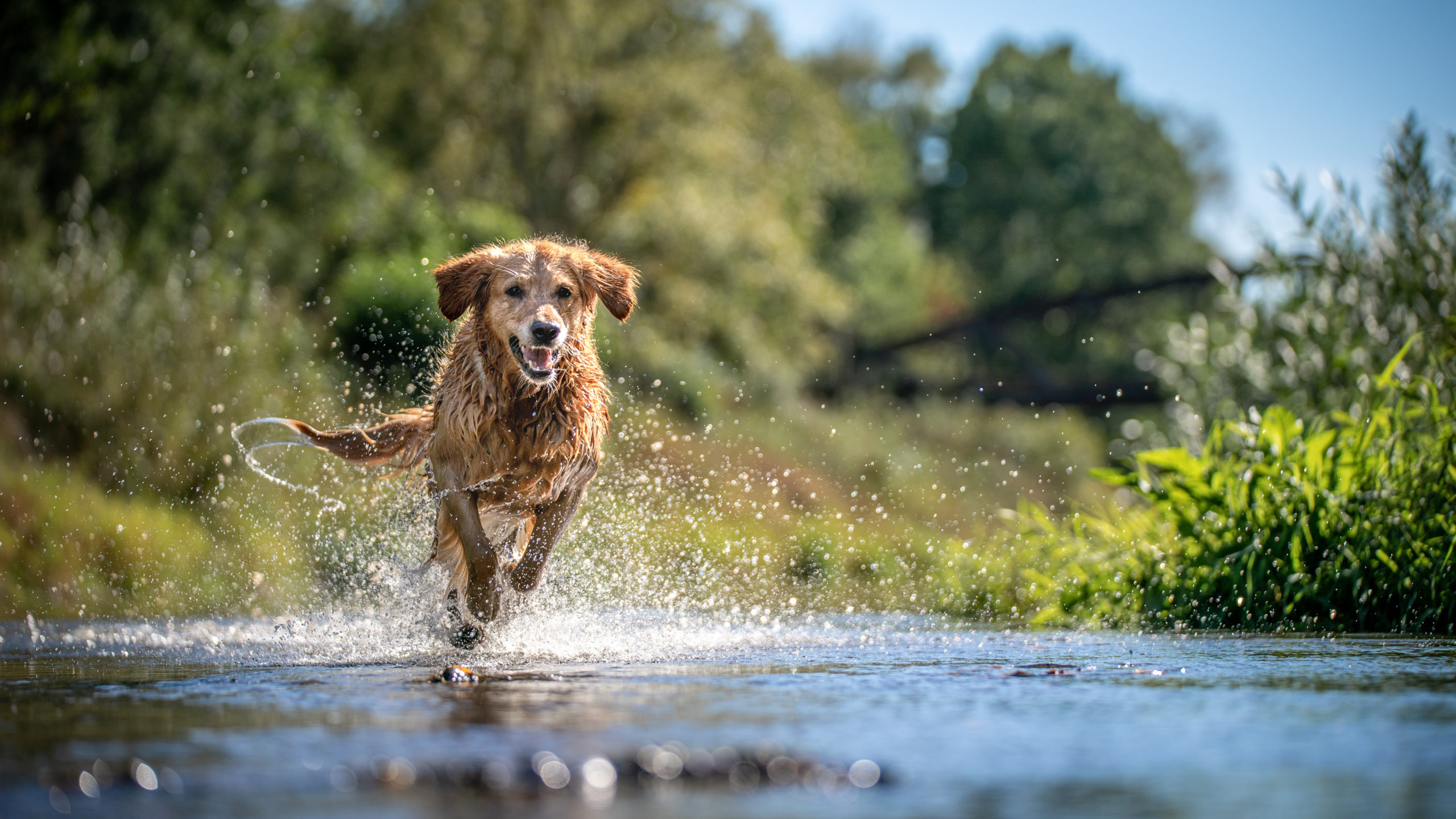 Dog Keeps Running Away? Our Top Tips to Prevent an Escape