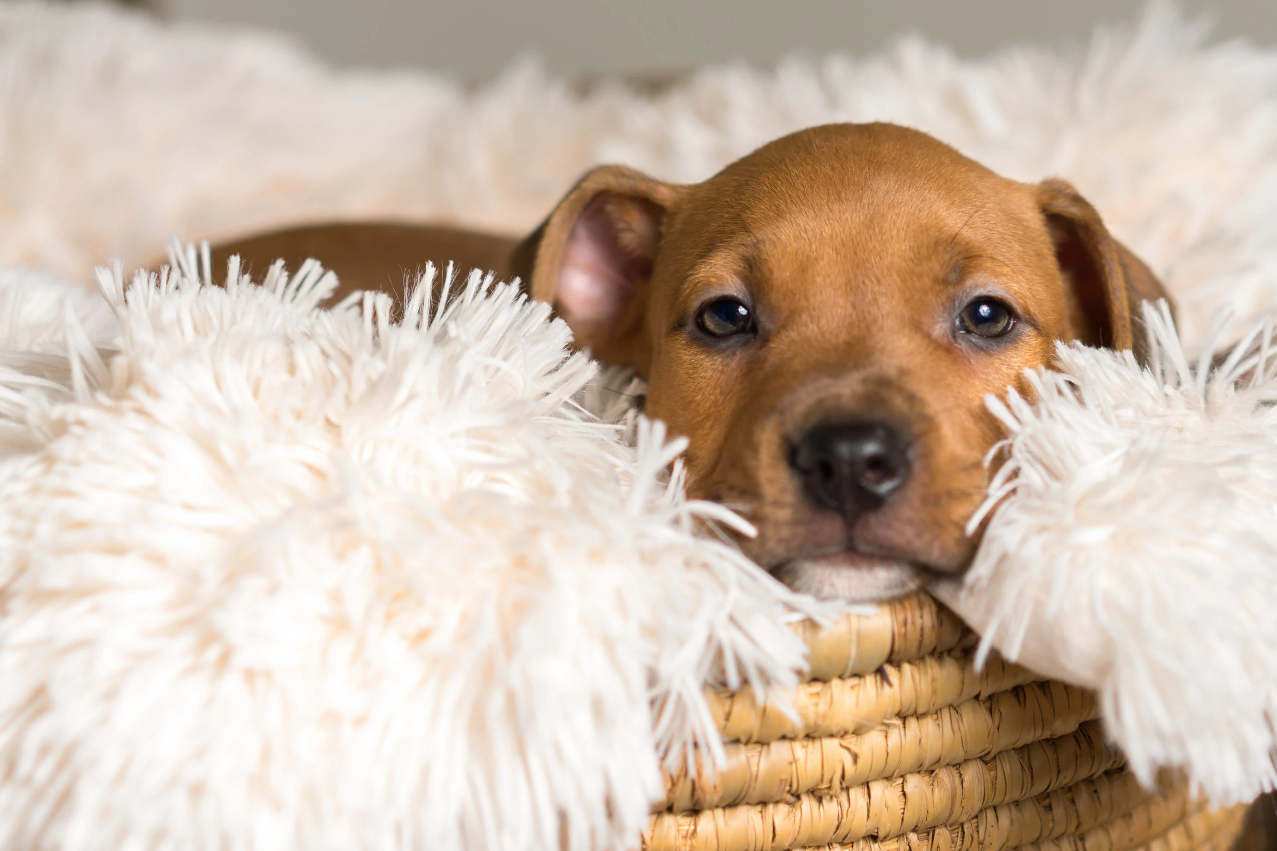 5 Ways to Prepare Your Pet for New Year’s Eve