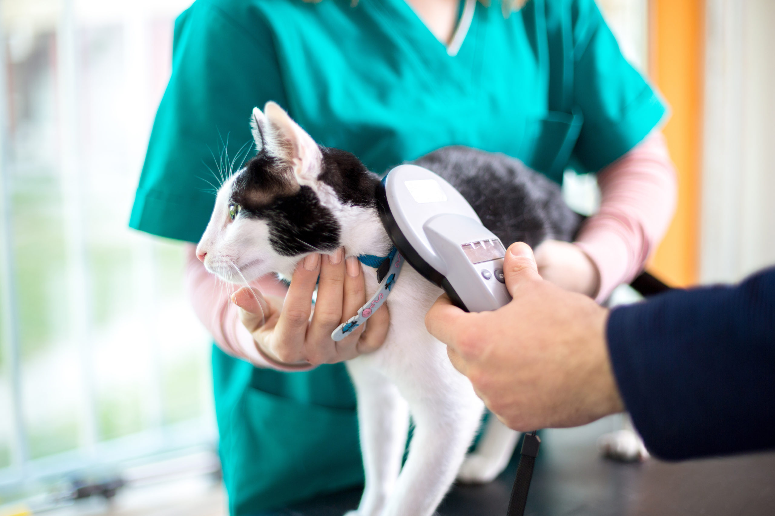 What to Do if You Don’t Have Your Pet’s Microchip On Hand