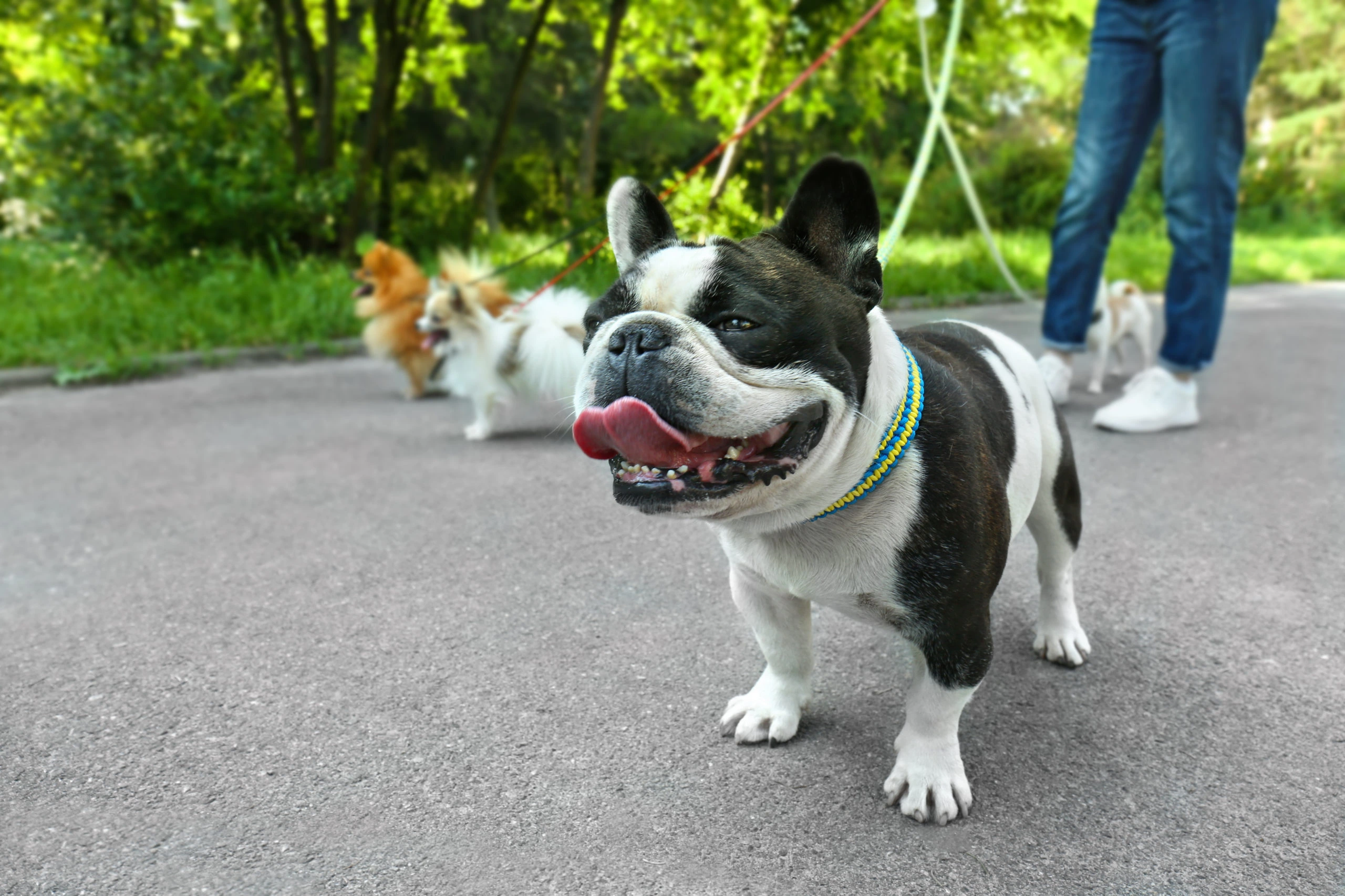 How to Monitor Your Dog’s Location While They’re Out with a Dog Walker