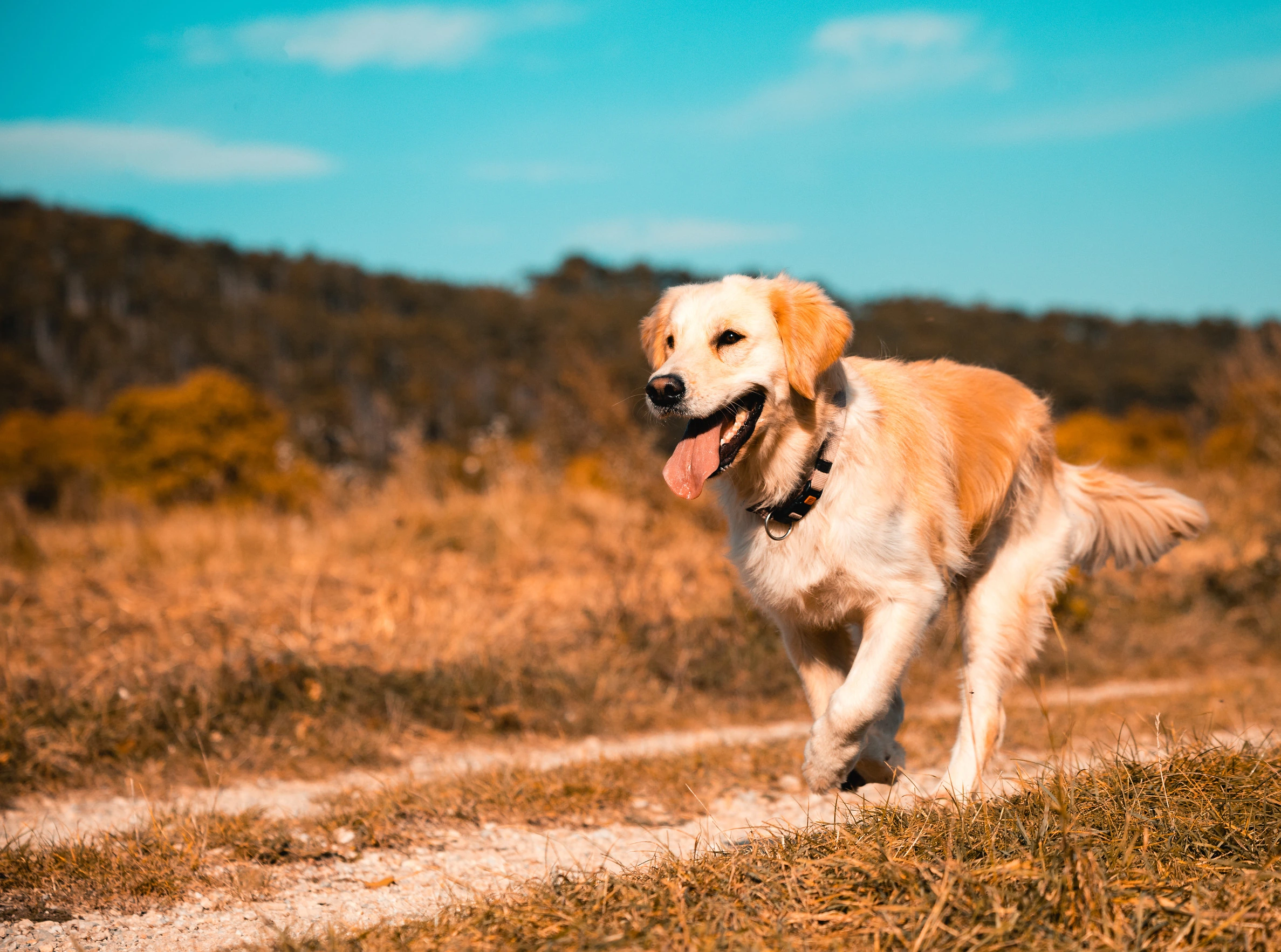 How Do QR Tags Work & Should You Get One for Your Furry Friend