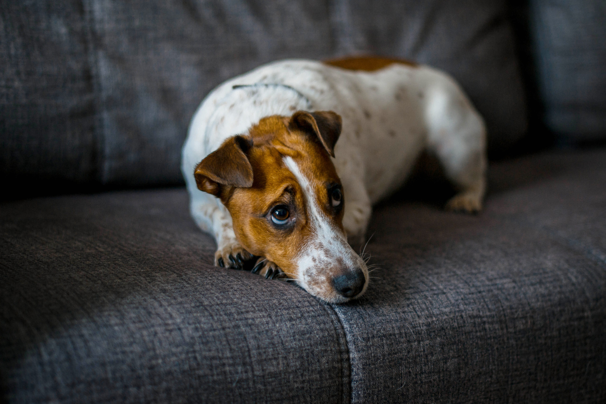 How to Ease Separation Anxiety in Pets When Returning to the Office