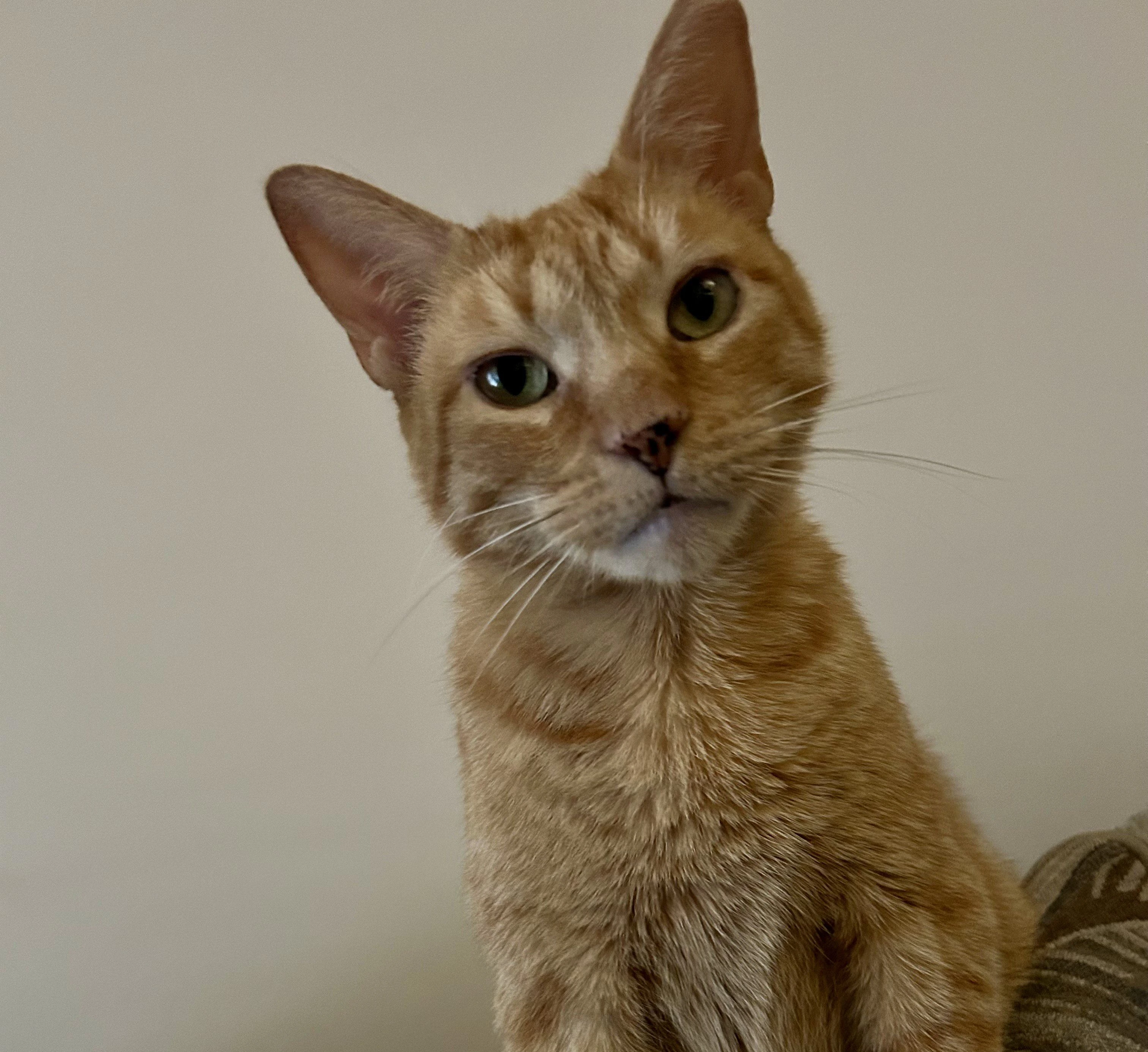 Found thanks to PetLink!!