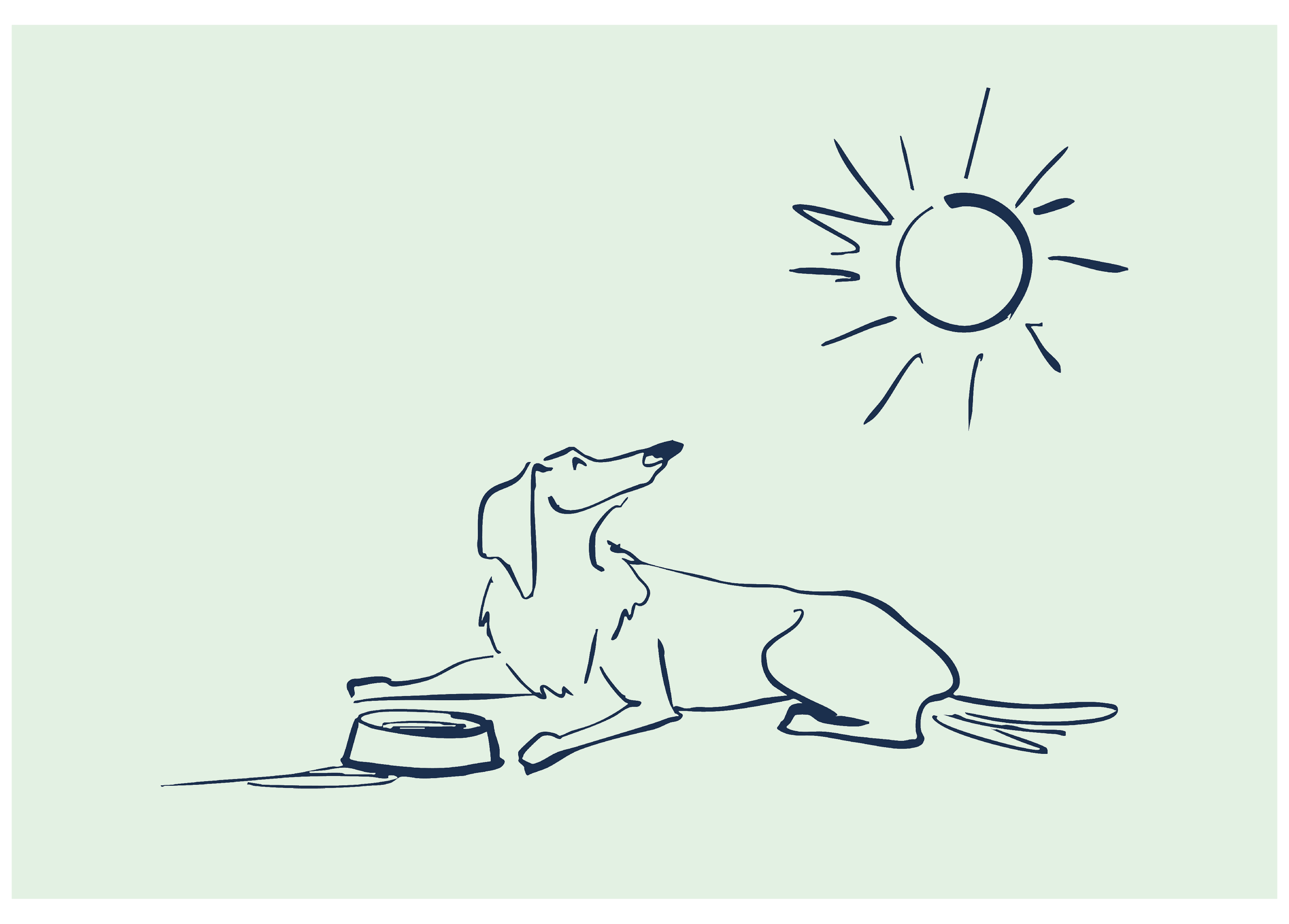 Why Pets are More Likely to Go Missing Over the Summer Months