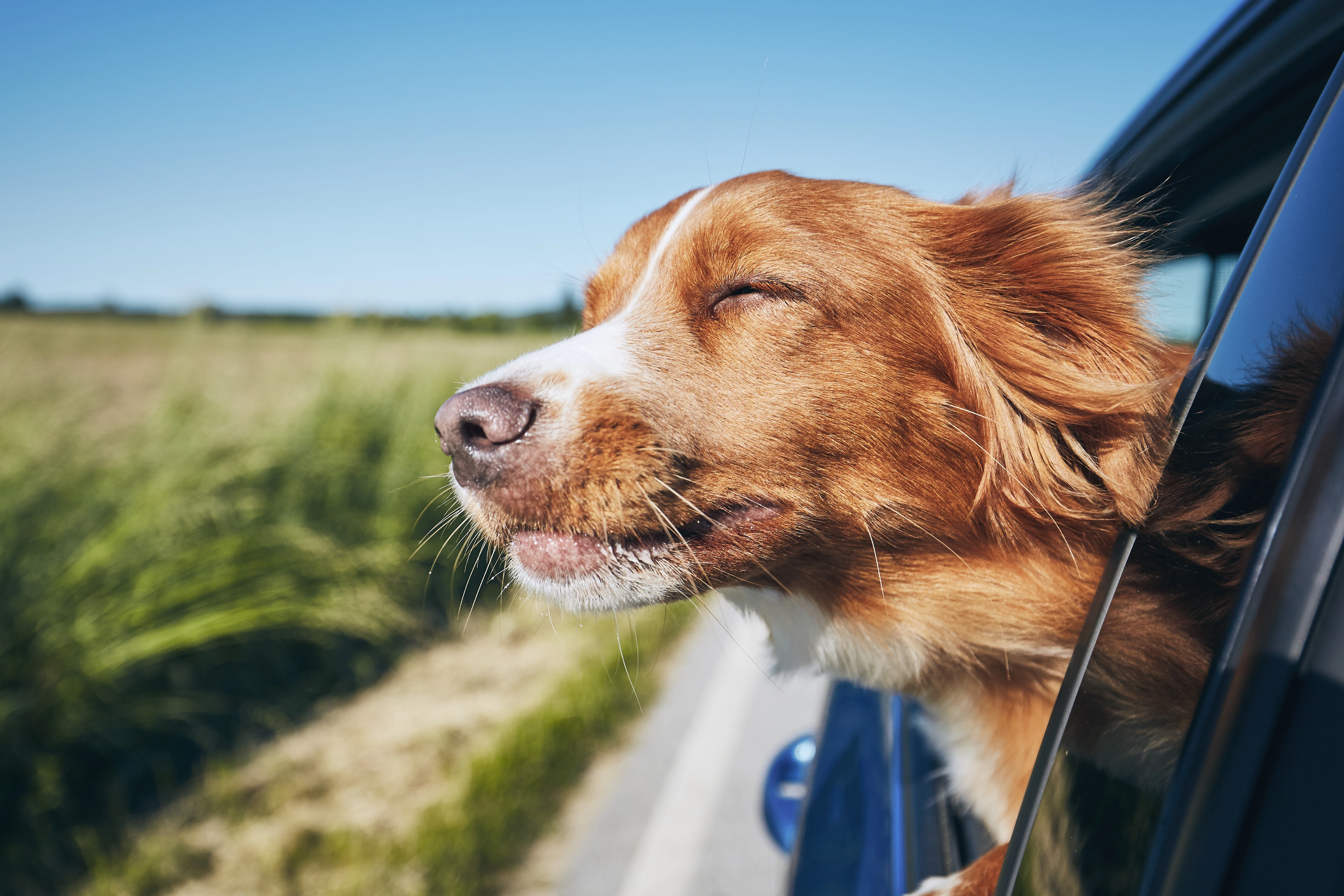 Don’t Let Summer Adventures Turn into Missing Pet Nightmares