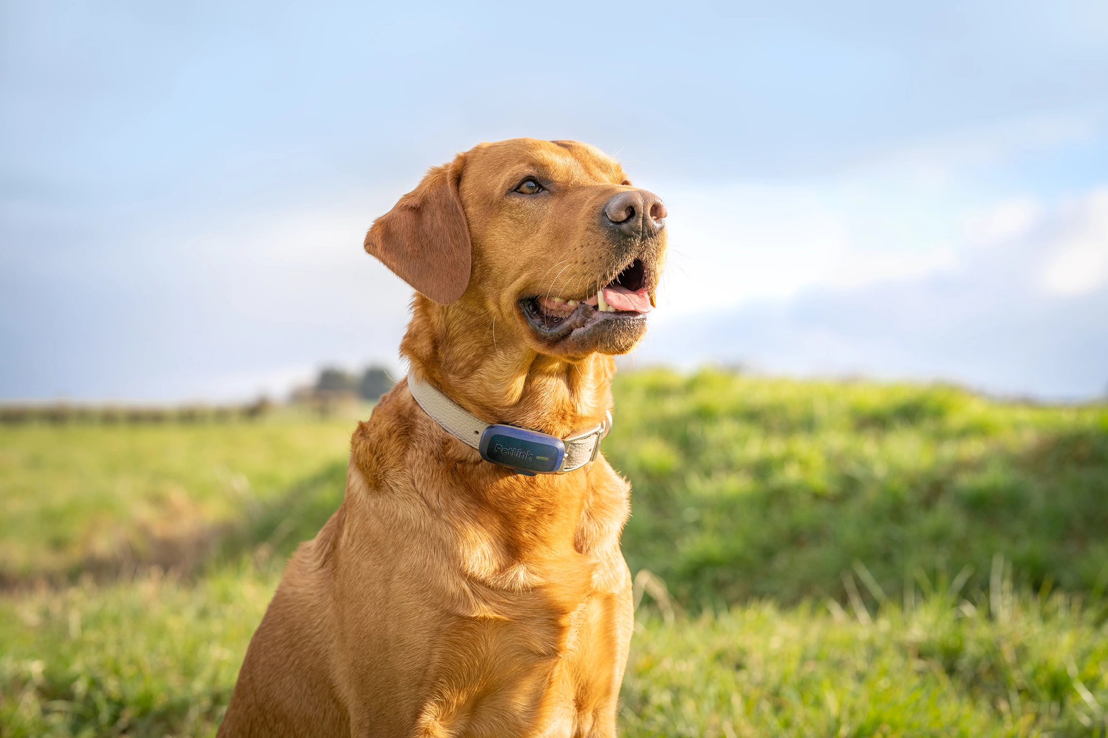 Activity insights: Using GPS data to optimize your dog’s health and fitness