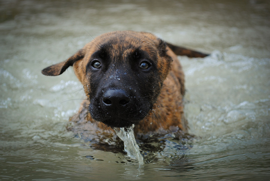 young dog swimming to safety after an emergency disaster situation