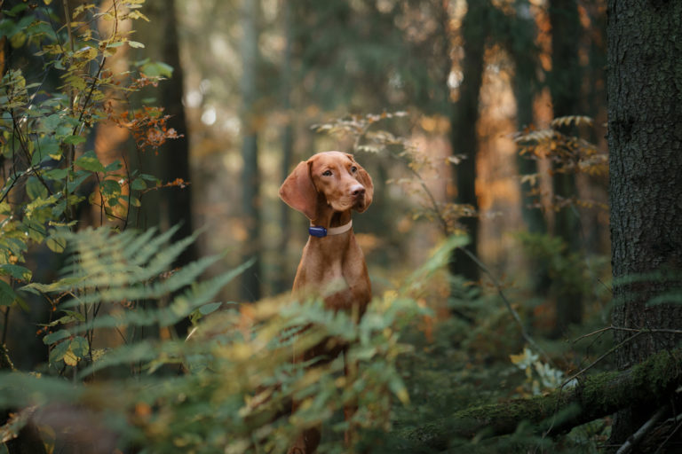 Hungarian Vizsla in the autumn forest. Pet in leaf fall. Atmospheric photo in nature