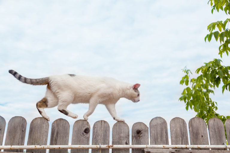 Cat on fence, lost cat walking on a fence post.