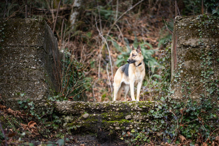 German Shepherd dog standing on old mine site on a trail
