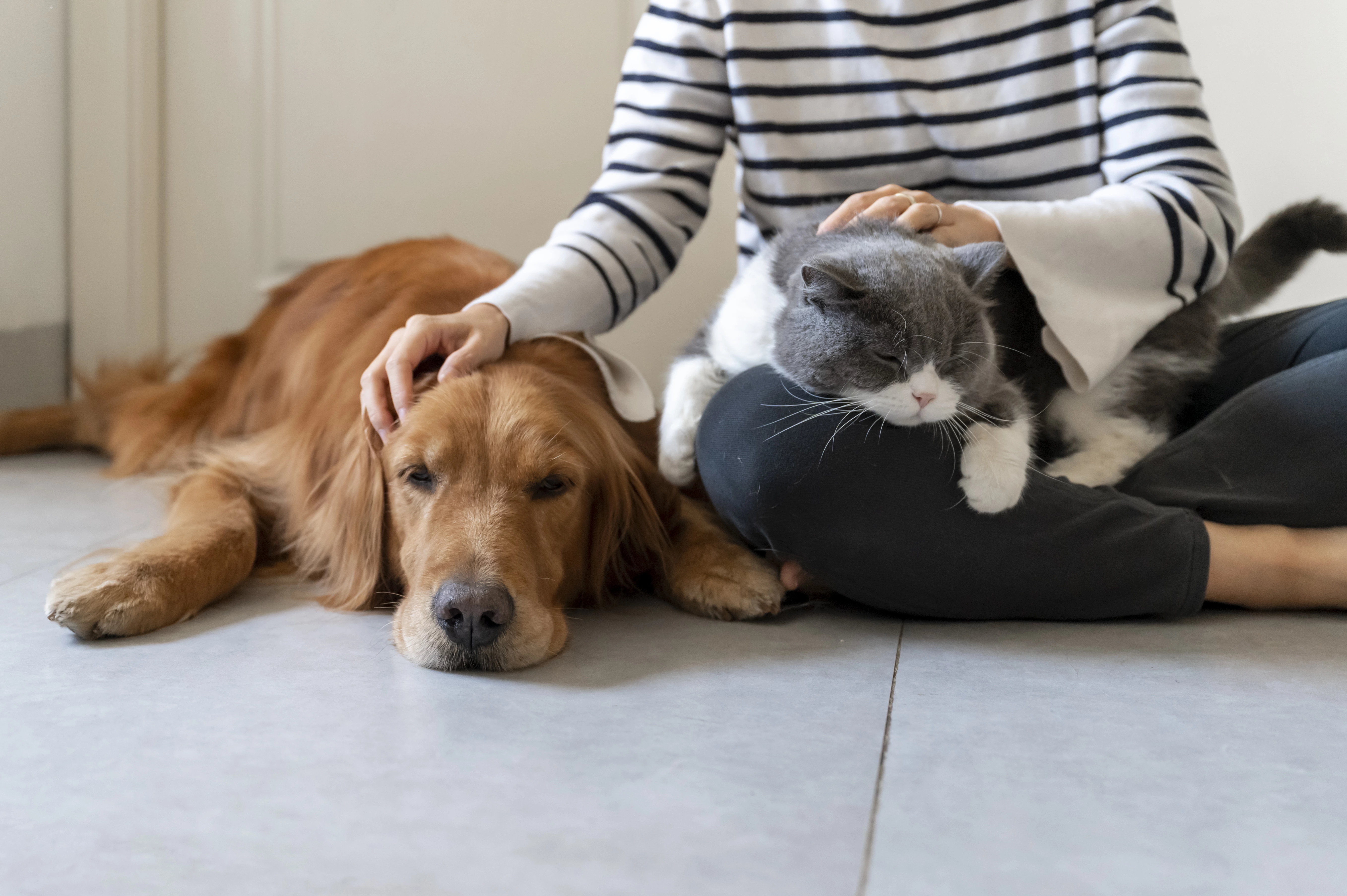 Is Pet Insurance Worth It?
