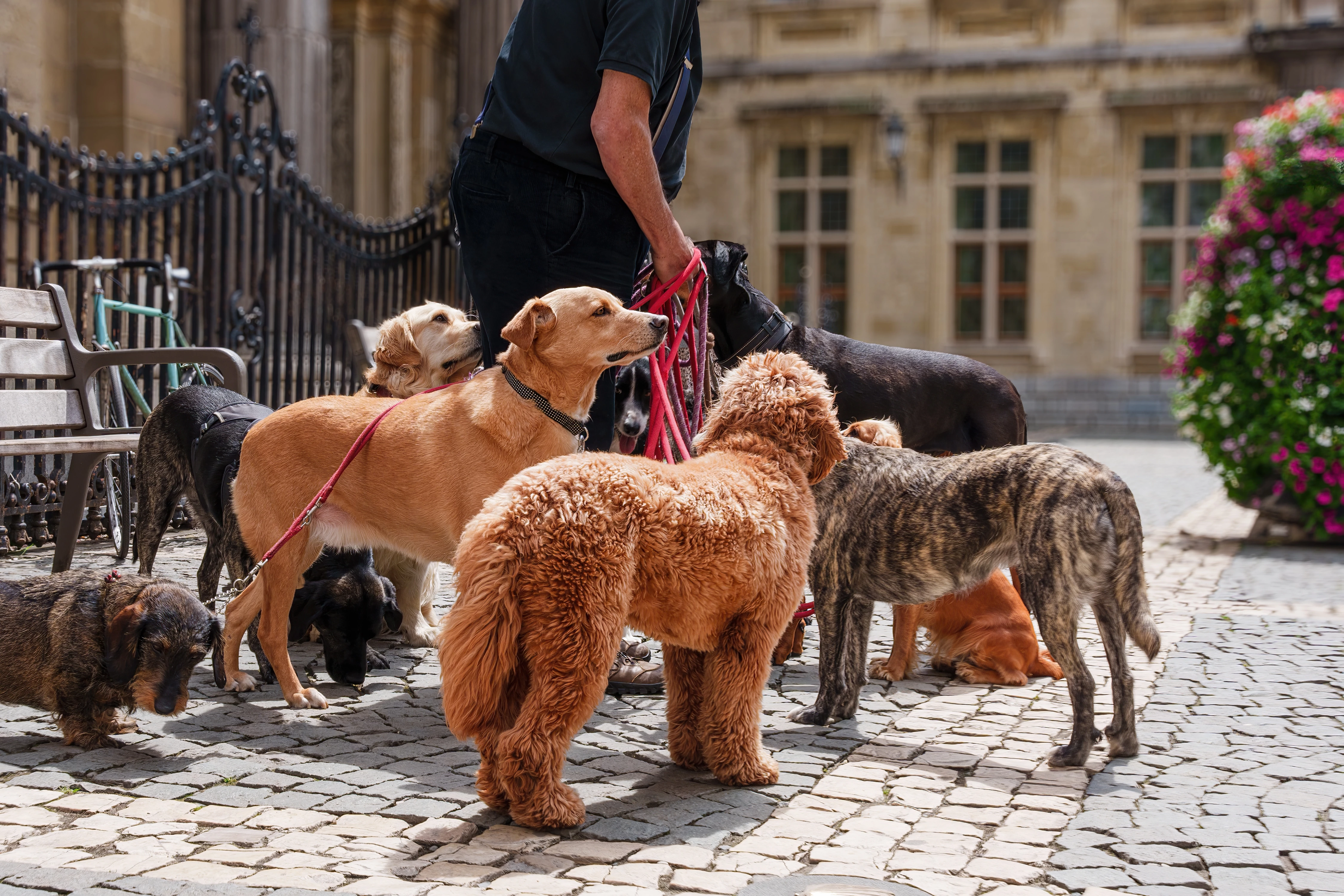 Multi-dog GPS tracking: Managing your pack with one smart system