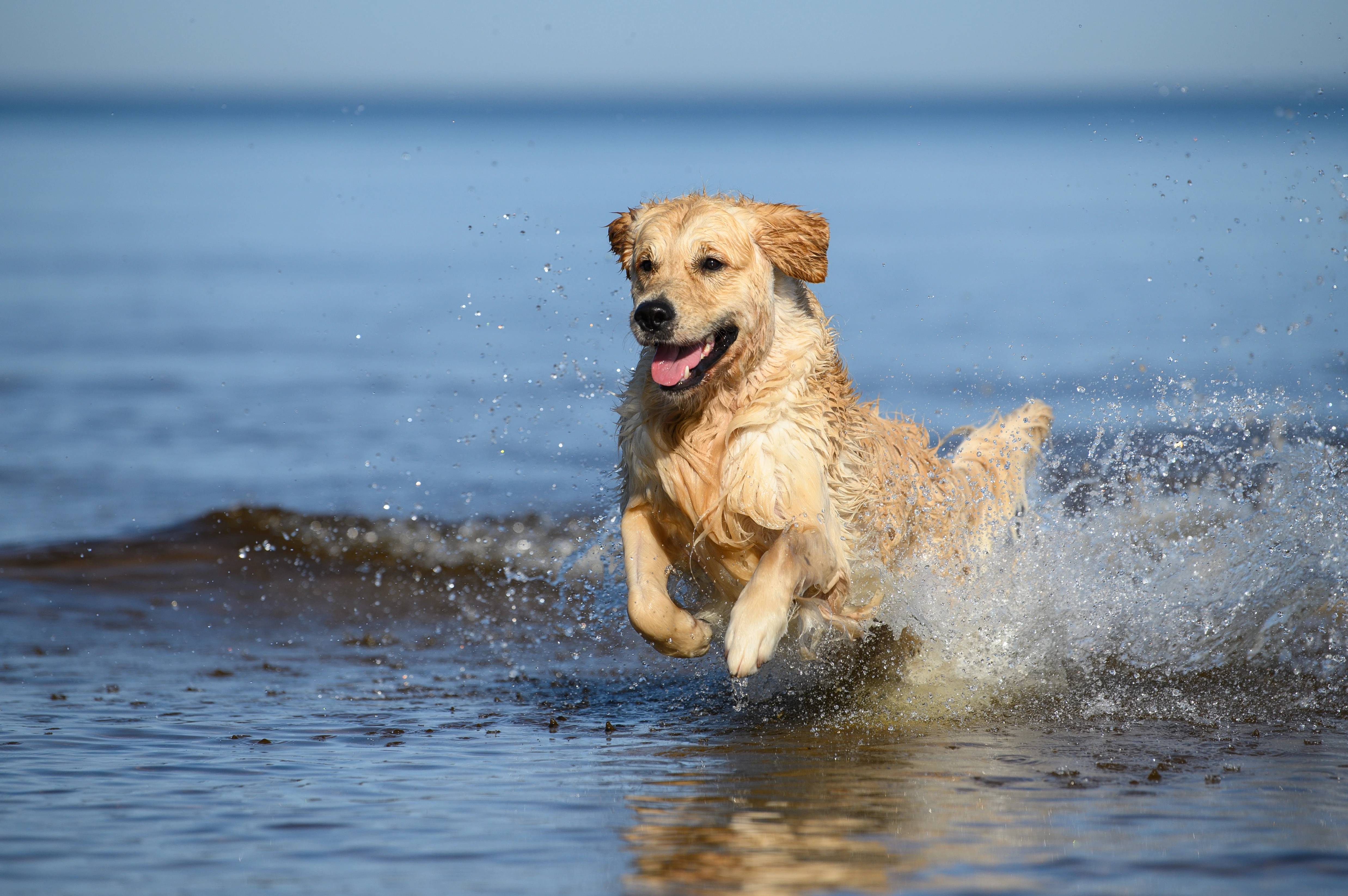 Understanding your dog’s activity patterns with GPS tracking