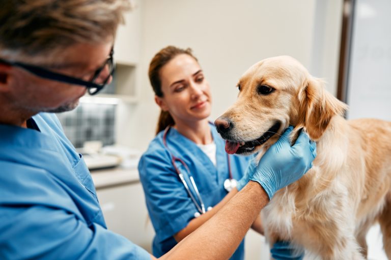 lost dog being check on by veterinarians.