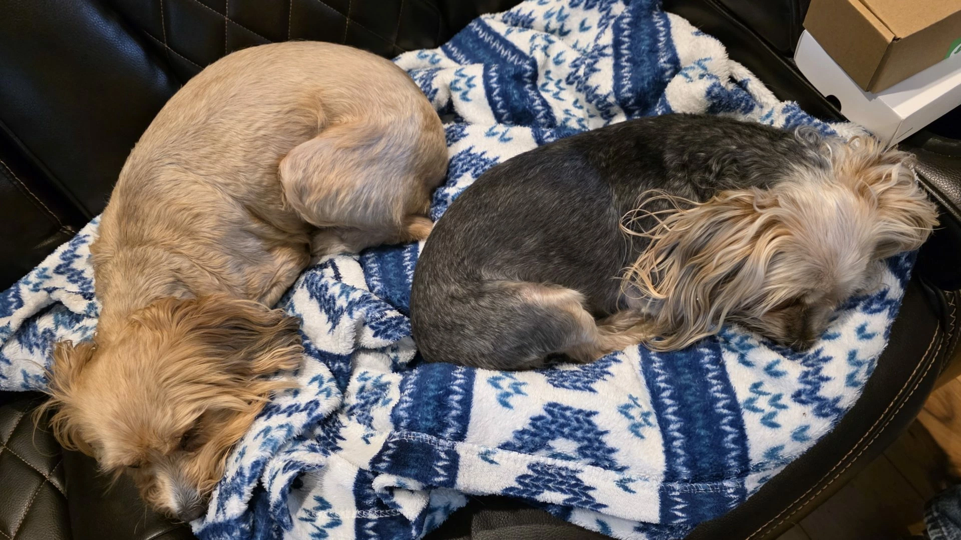 Misha has made it home!  Gone since New Years Eve.