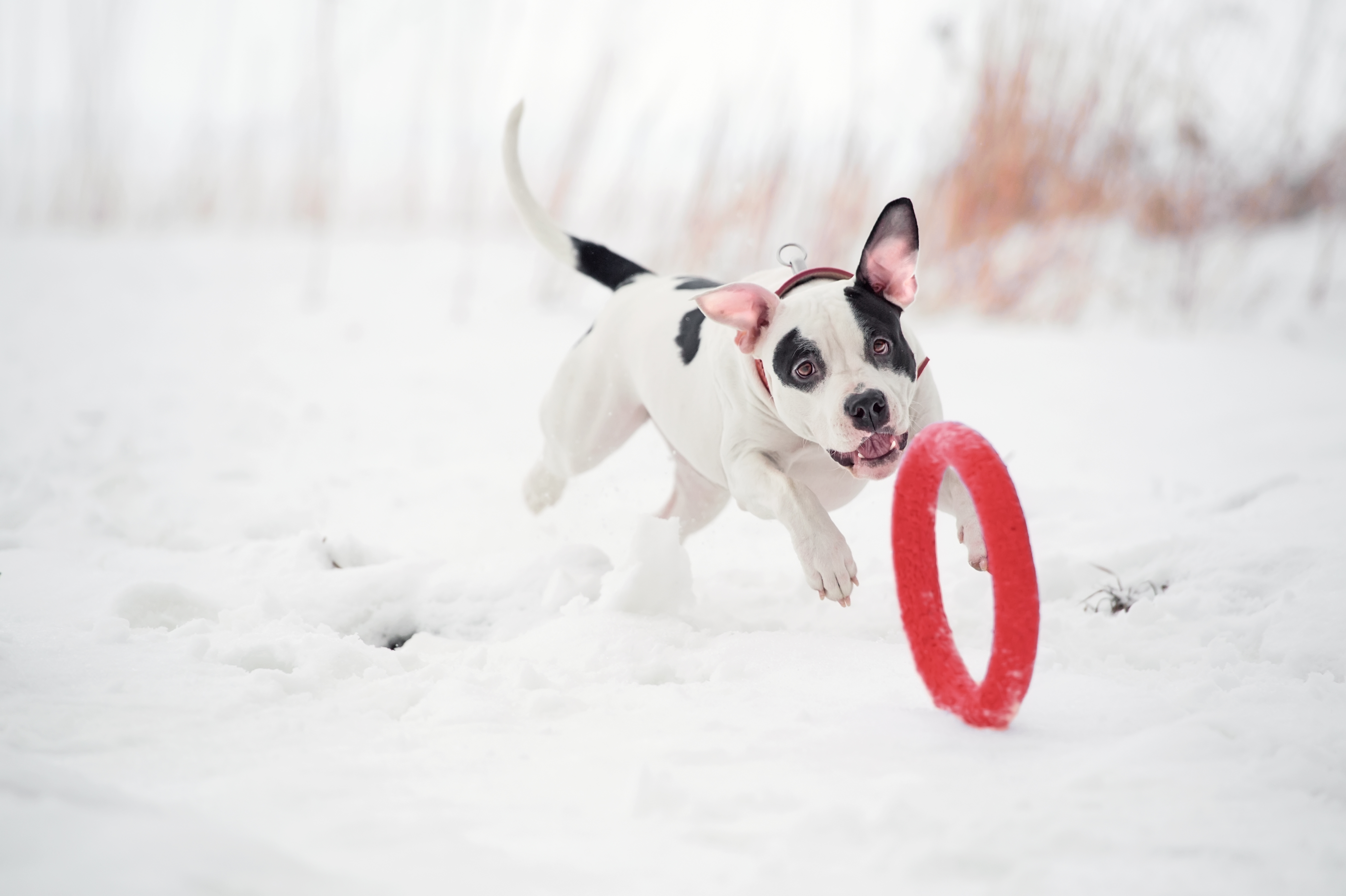 Is your pet ready for winter playtime?